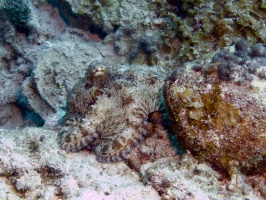 Caribbean Octopus IMG 7809